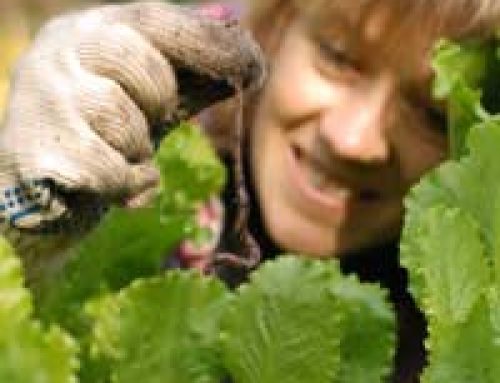 Your Carbon Footprint In The Garden