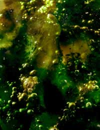 Spaceship Earth: Getting Energy from Algae